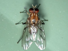 Helinomydaea fuscoflava