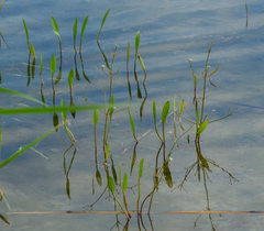 Alisma gramineum