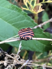 Graphosoma italicum italicum