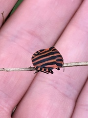 Graphosoma italicum italicum