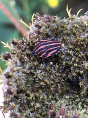 Graphosoma italicum italicum