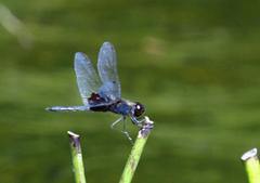 Celithemis martha