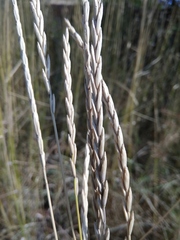 Elymus