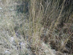 Elymus