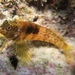 Goldline Blenny - Photo (c) Jofre, some rights reserved (CC BY-NC), uploaded by Jofre
