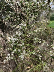 Olearia microphylla