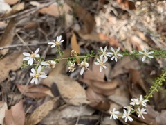 Olearia microphylla