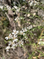 Olearia microphylla