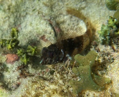 Goldline Blenny photo 3