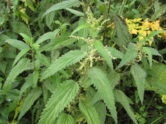 Urtica sondenii