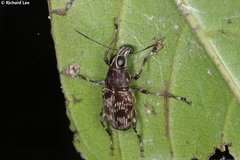 Acorynus frontalis