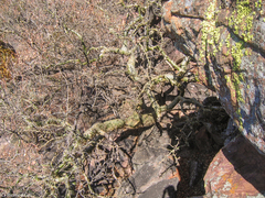 Commiphora marlothii