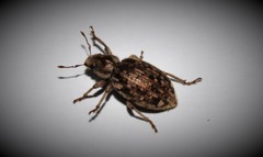 Cycloderes canescens