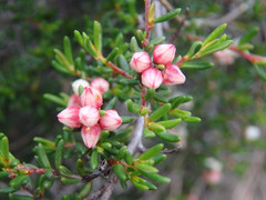 Cryptandra tomentosa