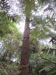 Phyllocladus trichomanoides