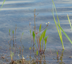 Alisma gramineum