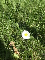 Bellis perennis