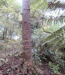 Phyllocladus trichomanoides