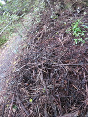 Phyllocladus trichomanoides