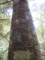 Phyllocladus trichomanoides