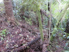 Phyllocladus trichomanoides