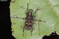 Acorynus frontalis