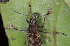 Acorynus frontalis