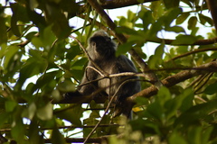 Trachypithecus cristatus