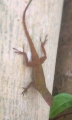 Anolis ignigularis