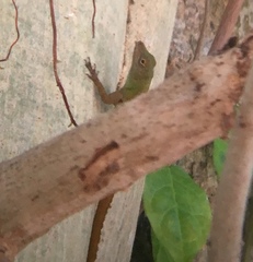 Anolis ignigularis