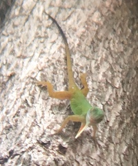 Anolis ignigularis