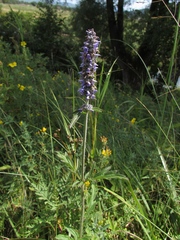 Nepeta multifida