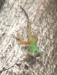 Anolis ignigularis