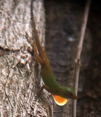 Anolis ignigularis