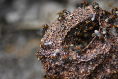 Geniotrigona thoracica