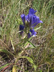 Gentiana decumbens
