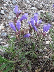 Dracocephalum peregrinum