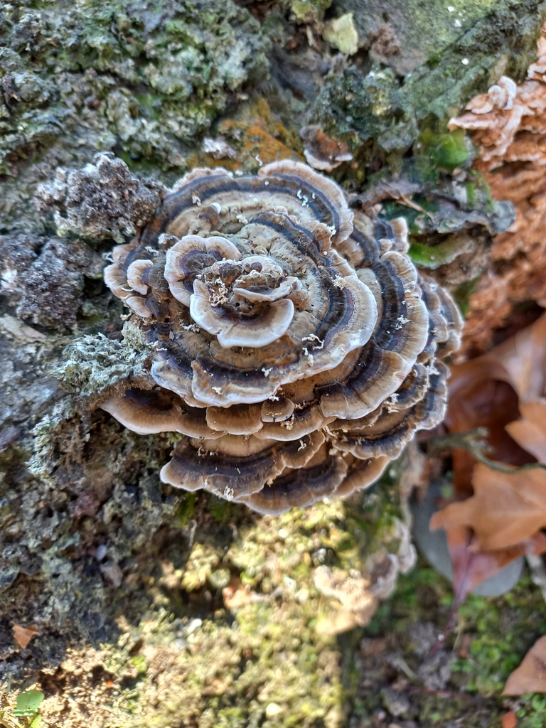 Trametes versicolor · April 2025 · photo: © meurkc (iNaturalist, cc-by)