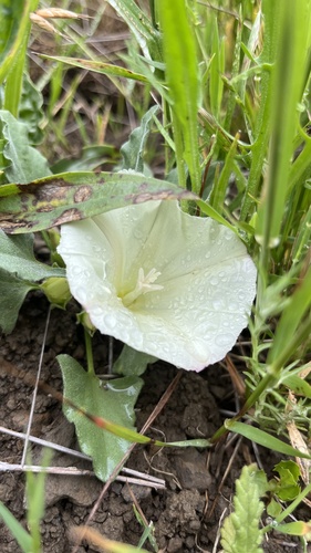 Hillside false bindweed (Calystegia subacaulis)