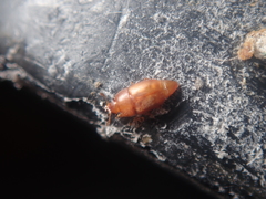 Haptoncus