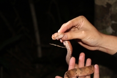 Craspedocephalus puniceus