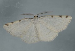 Stegania trimaculata