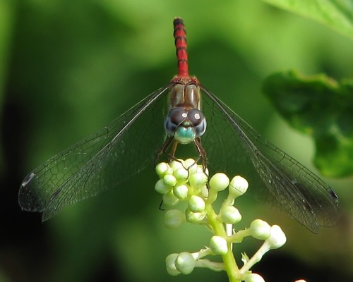 Blue-faced Meadowhawk