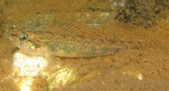 Etheostoma gracile