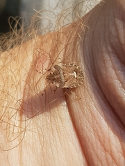 Dyroderes umbraculatus