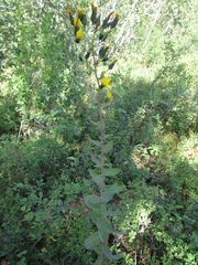 Hieracium robustum