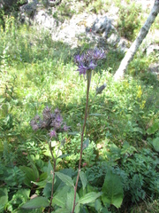 Saussurea controversa