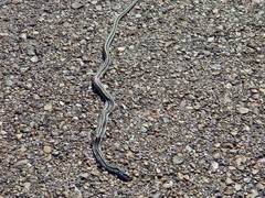 Thamnophis proximus orarius