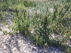 Amaranthus retroflexus