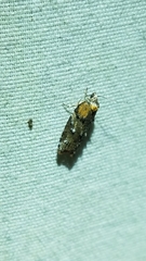 Acleris variana